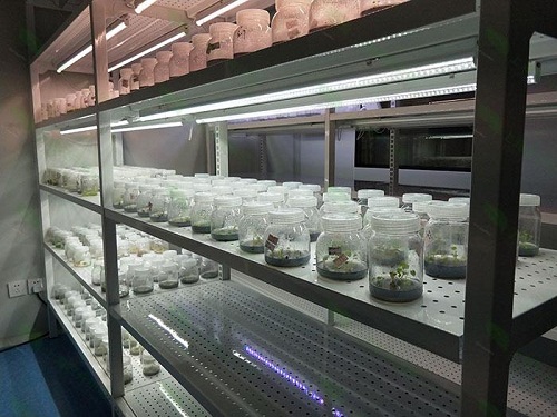 天津植物组织培养实验室设计建设方案